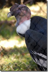 aviary18