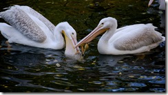 aviary3