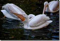 aviary4