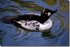 aviary11