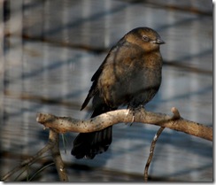 aviary13