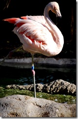 aviary42