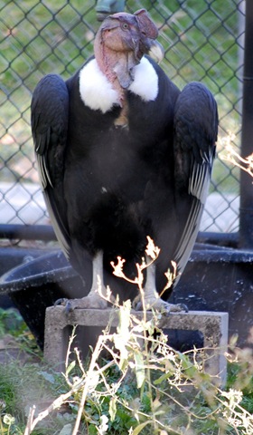 [aviary202.jpg]