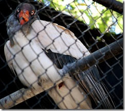 aviary21