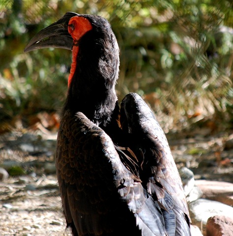 [aviary222.jpg]