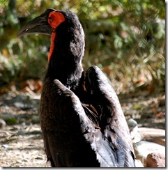 aviary22