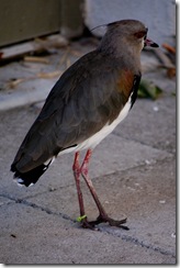 aviary28