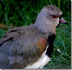 aviary30