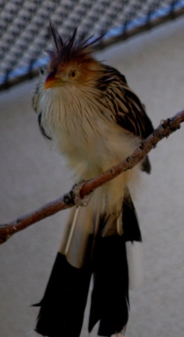 [aviary322.jpg]