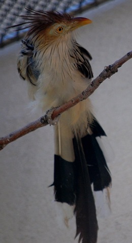 [aviary332.jpg]