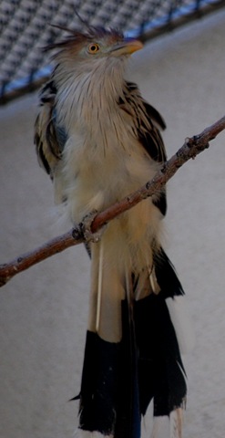 [aviary342.jpg]