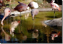 aviary44