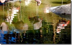 aviary46
