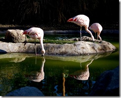 aviary48