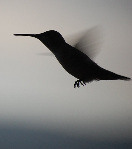 [hummingbird17[2].jpg]