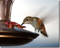 hummingbird12