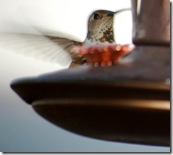 hummingbird16