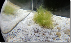 aquarium5