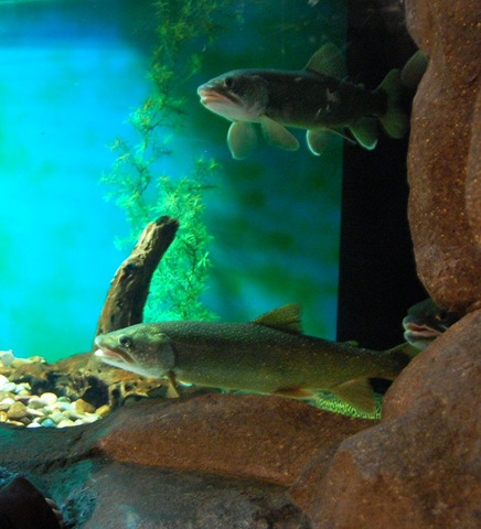 [aquarium221.jpg]