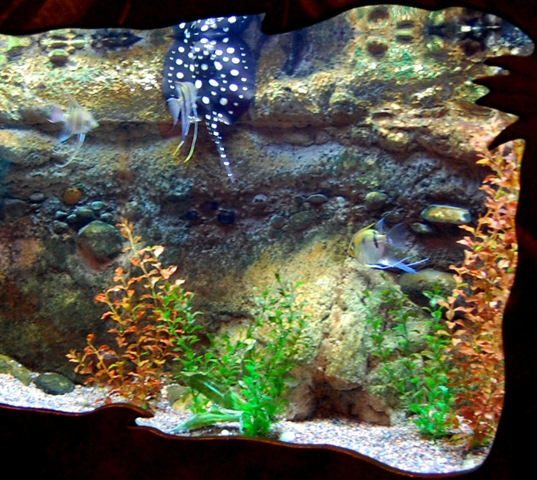 [aquarium322.jpg]