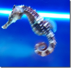aquarium11