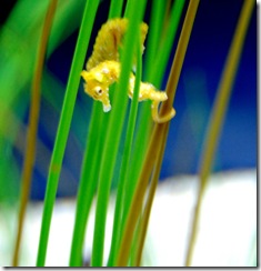 aquarium12