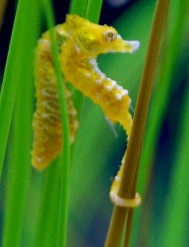 [aquarium152.jpg]