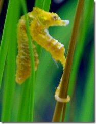aquarium15