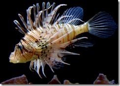 aquarium18