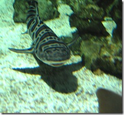aquarium27