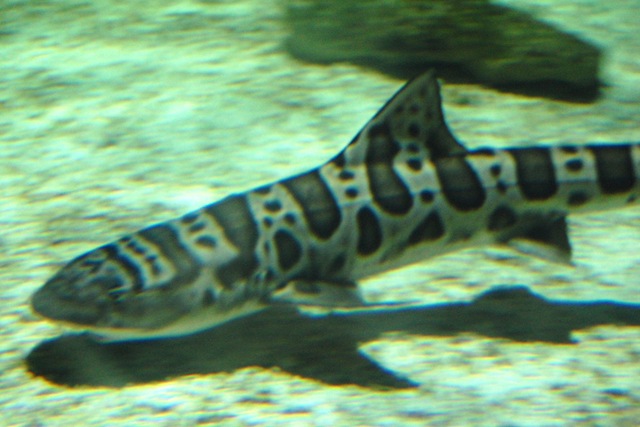 [aquarium232.jpg]