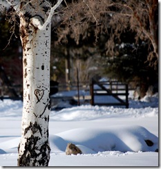 snowypark5