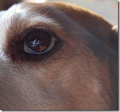 beandog6
