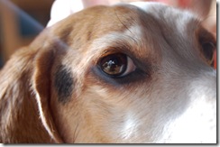 beandog3