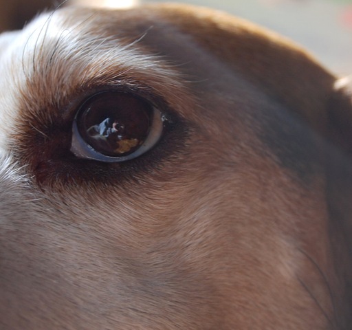 [beandog6[2].jpg]
