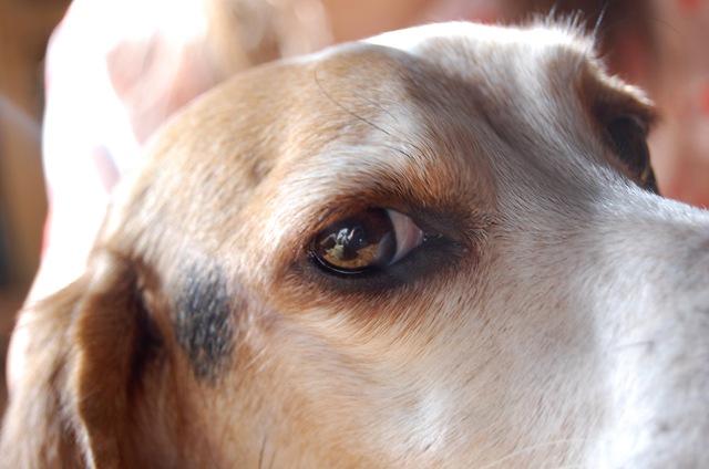[beandog4[2].jpg]