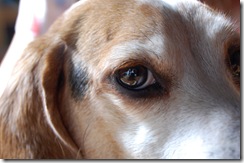 beandog5