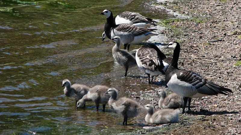 С симпатией к Тапиола