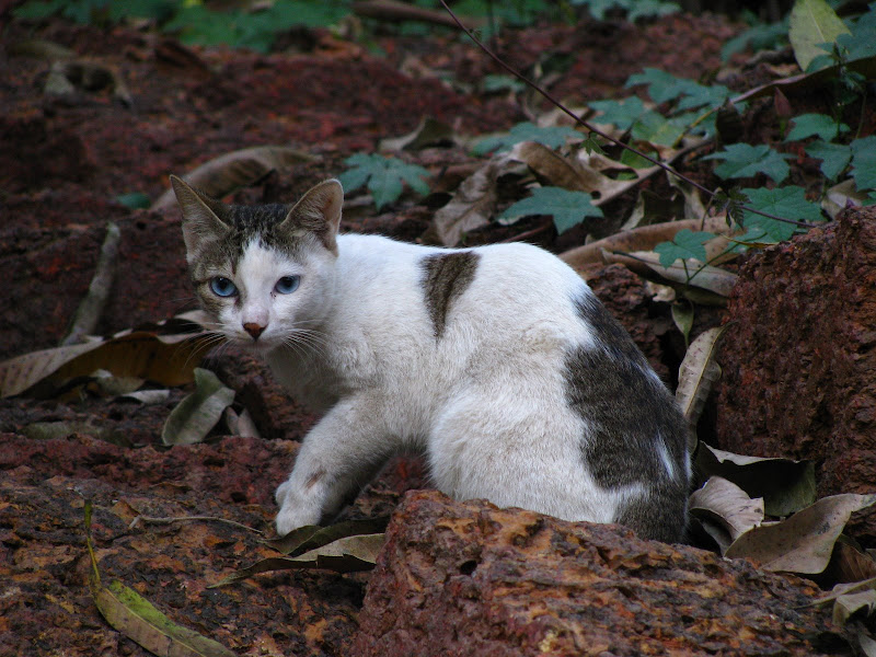 Cat on the wall