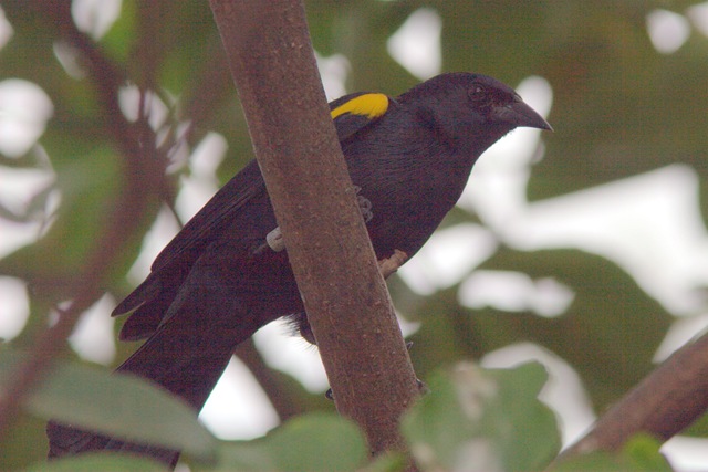 [blackbird[5].jpg]