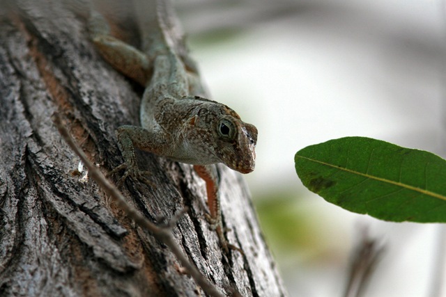 [lizard[2].jpg]
