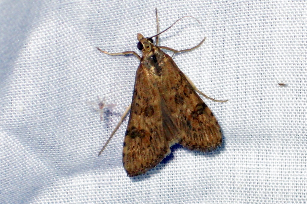 [5156 - Nomophila nearctica - Lucerne Moth -02[3].jpg]