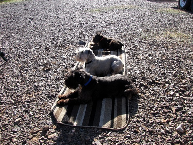[3 dogs[3].jpg]
