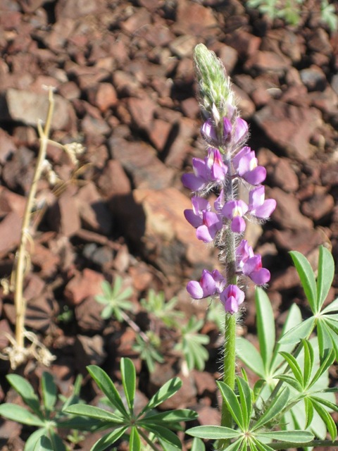 [Purple flower and rocks[7].jpg]