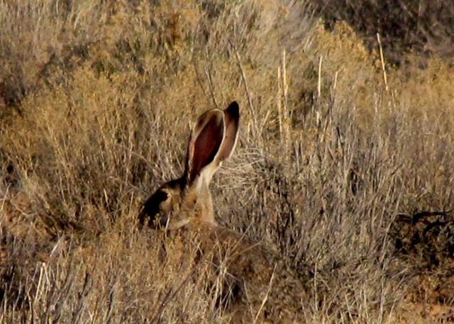 [bunny[3].jpg]