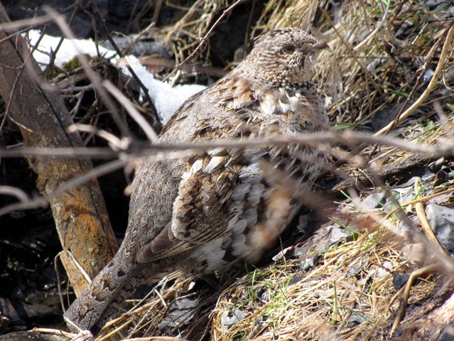[Grouse[3].jpg]