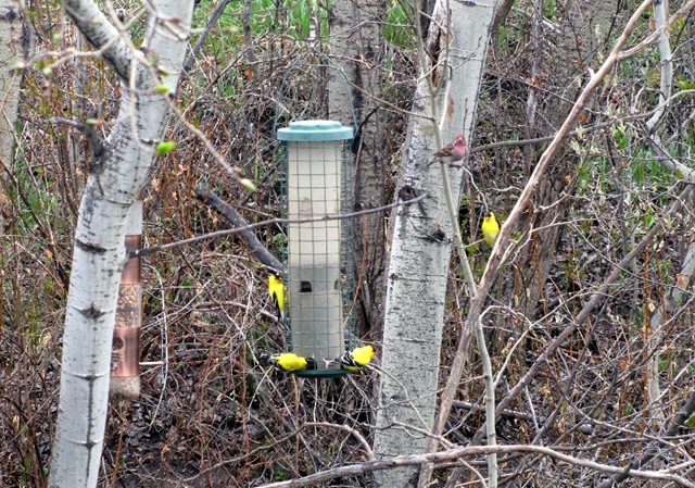 [Gold Finches[3].jpg]
