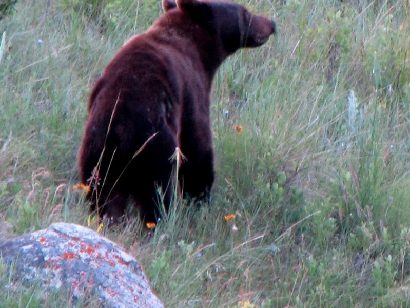 [Bear July visitor2[2].jpg]
