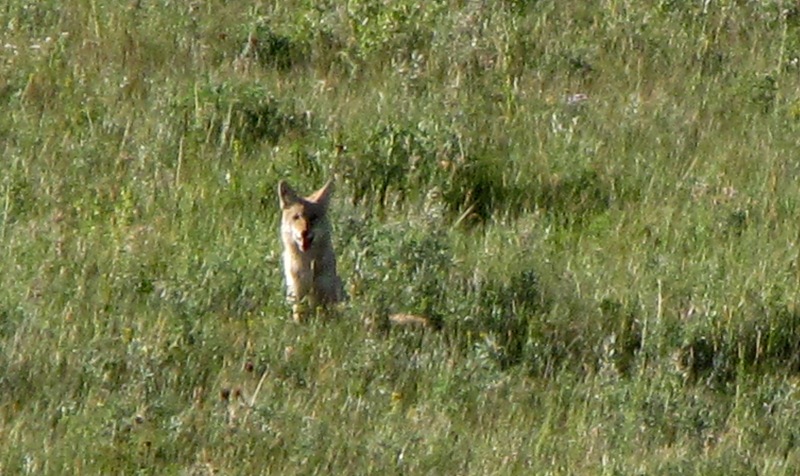 [Mr Coyote[2].jpg]