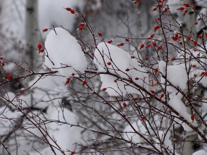 [Rose Hips and snow[4].jpg]